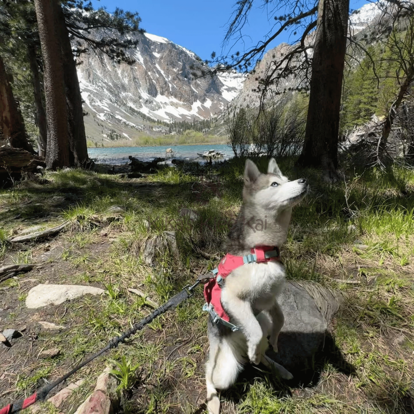 Alaskan Klee Kai puppy in Southern California Reviews and Testimonials