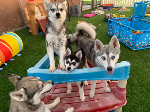 Alaskan Klee Kai puppy in Southern California