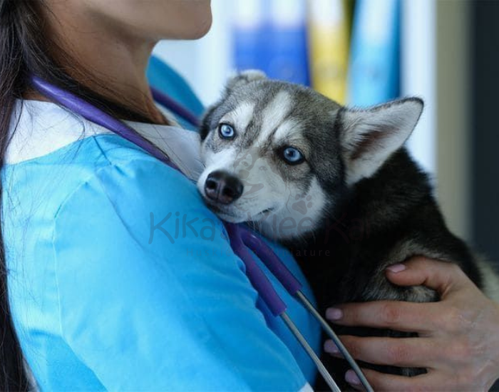 Alaskan Klee Kai puppy in Southern California shots and microchip