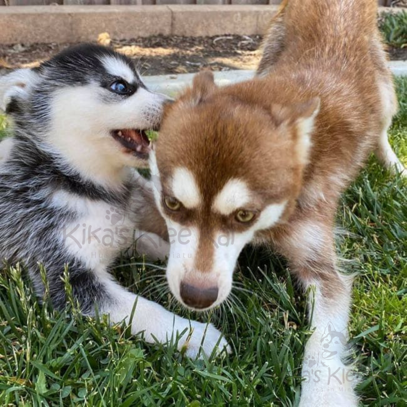 Alaskan Klee Kai puppy in Southern California great habits to develop