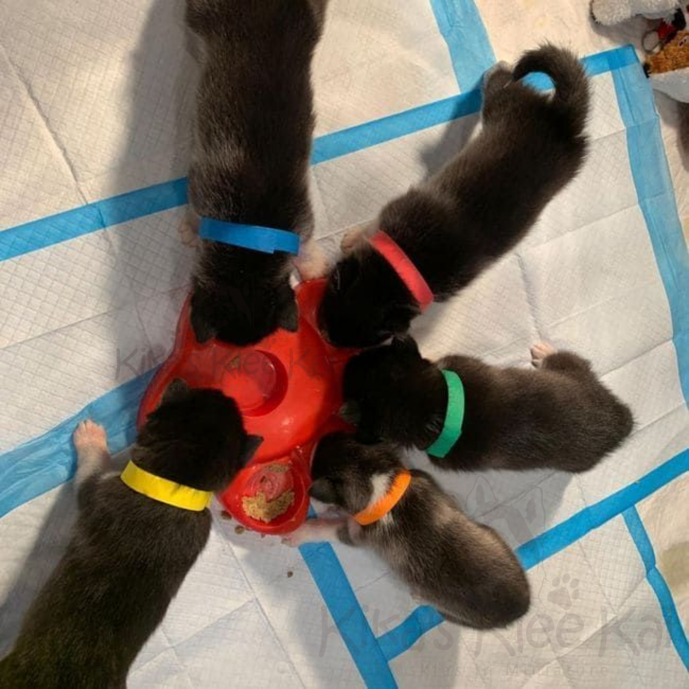 Alaskan Klee Kai puppy in Southern California great habits to develop