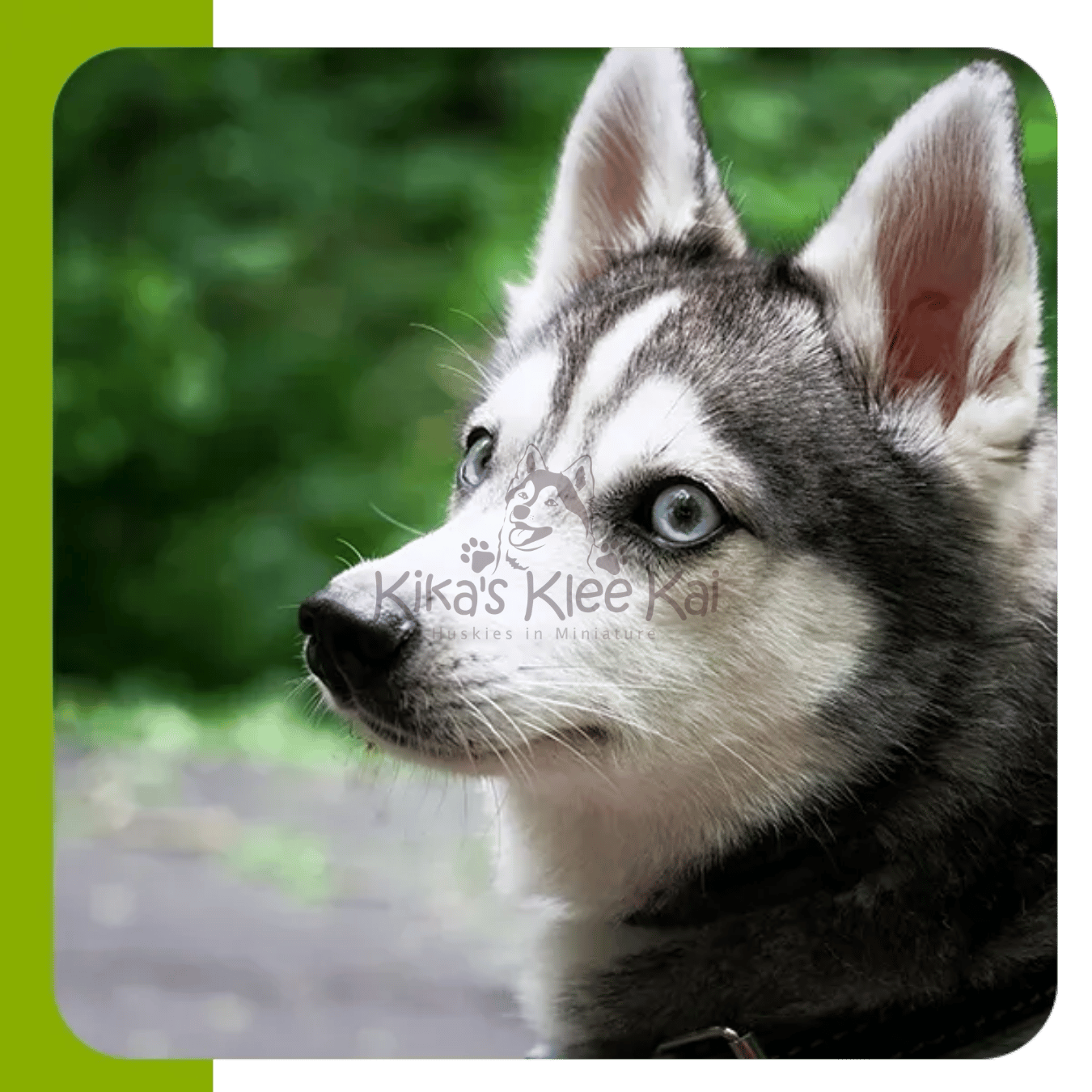 Separation Anxiety Tips For Your Alaskan Klee Kai