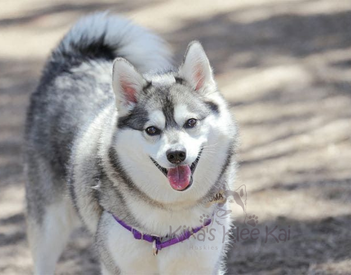Characteristics of Alaskan Klee Kai puppy in Southern California