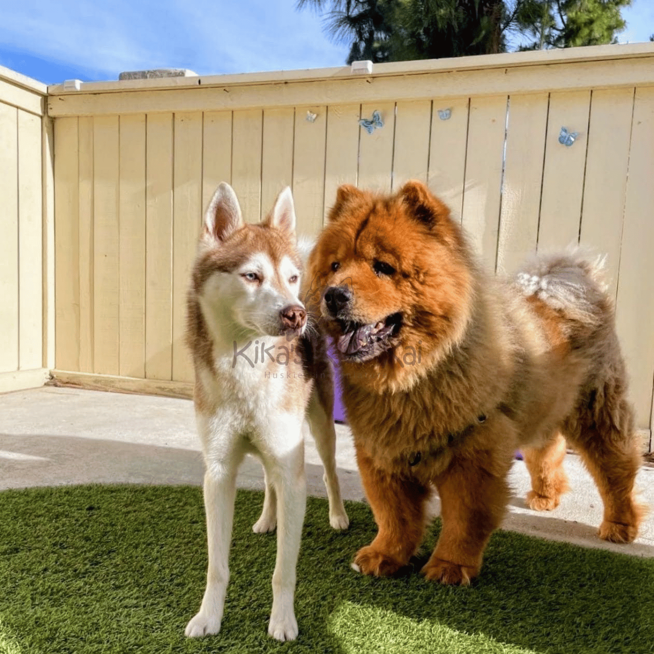 Alaskan Klee Kai puppy in Southern California Reviews and Testimonials