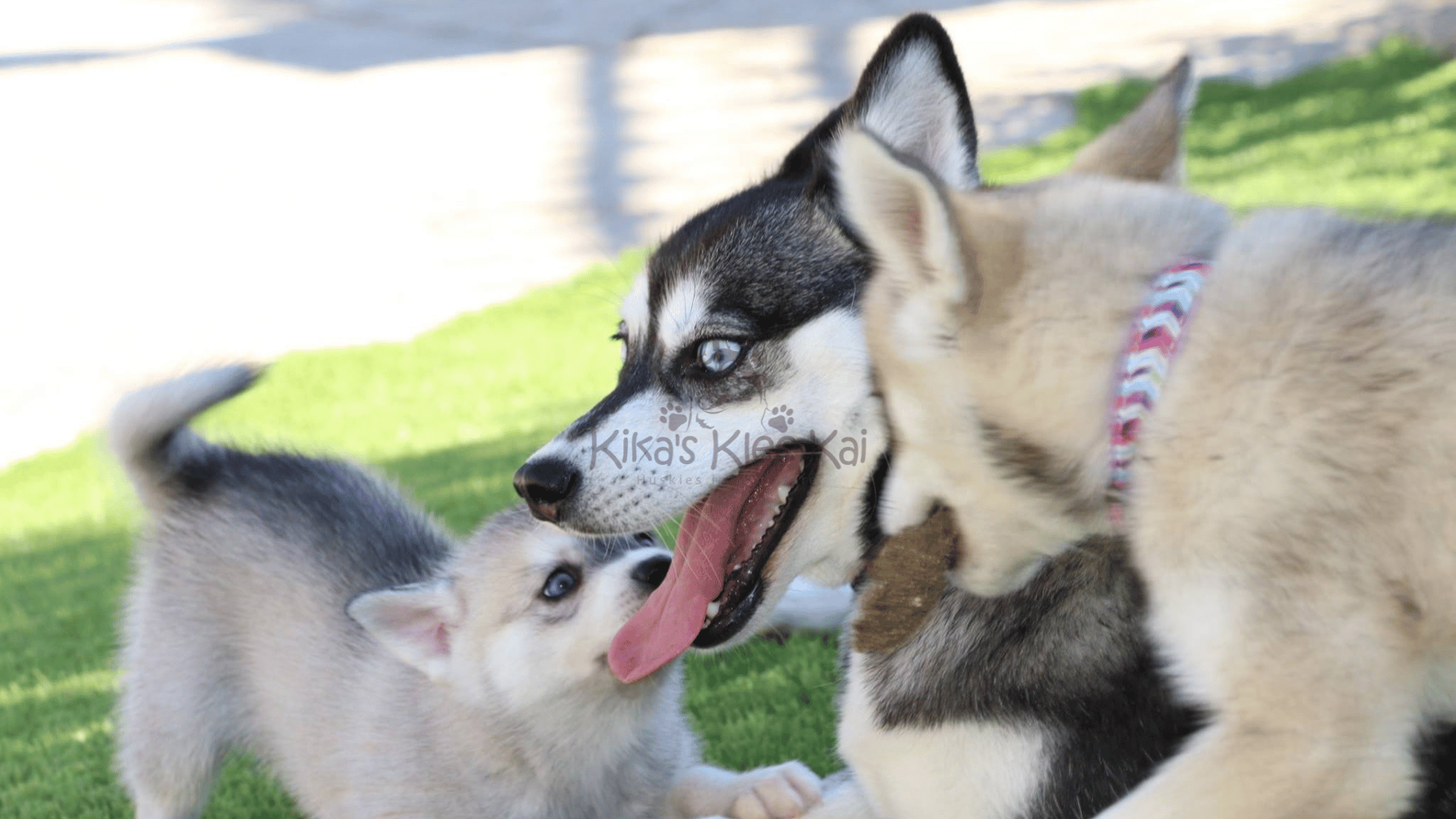Common Misconceptions About Alaskan Klee Kai