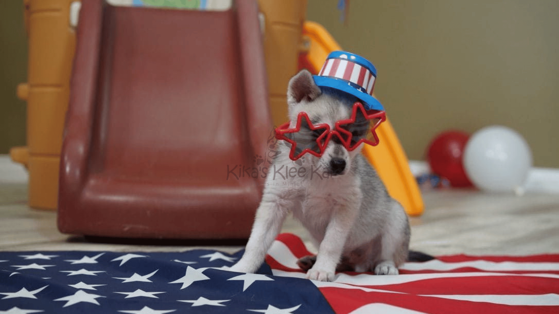 How to Create the Perfect Indoor and Outdoor Play Area for Your Alaskan Klee Kai    Alaskan Klee Kai are energetic and intelligent dogs that need both mental and physical stimulation. Creating the perfect indoor and outdoor play area can keep your pup entertained, active, and happy. In this guide, we’ll explore how to design an engaging environment for your Klee Kai, whether you live in a small apartment or have a spacious backyard.