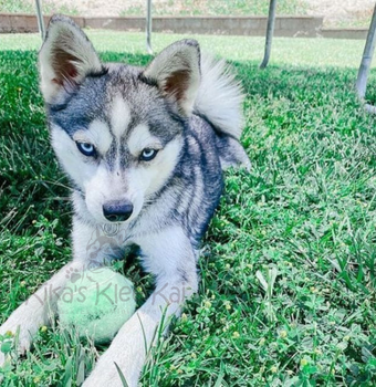 Alaskan Klee Kai puppy in Southern California owner mistakes to avoid