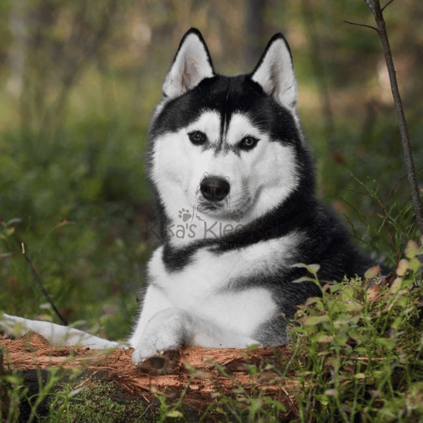 How To Check If Your Alaskan Klee Kai Is UKC Certified