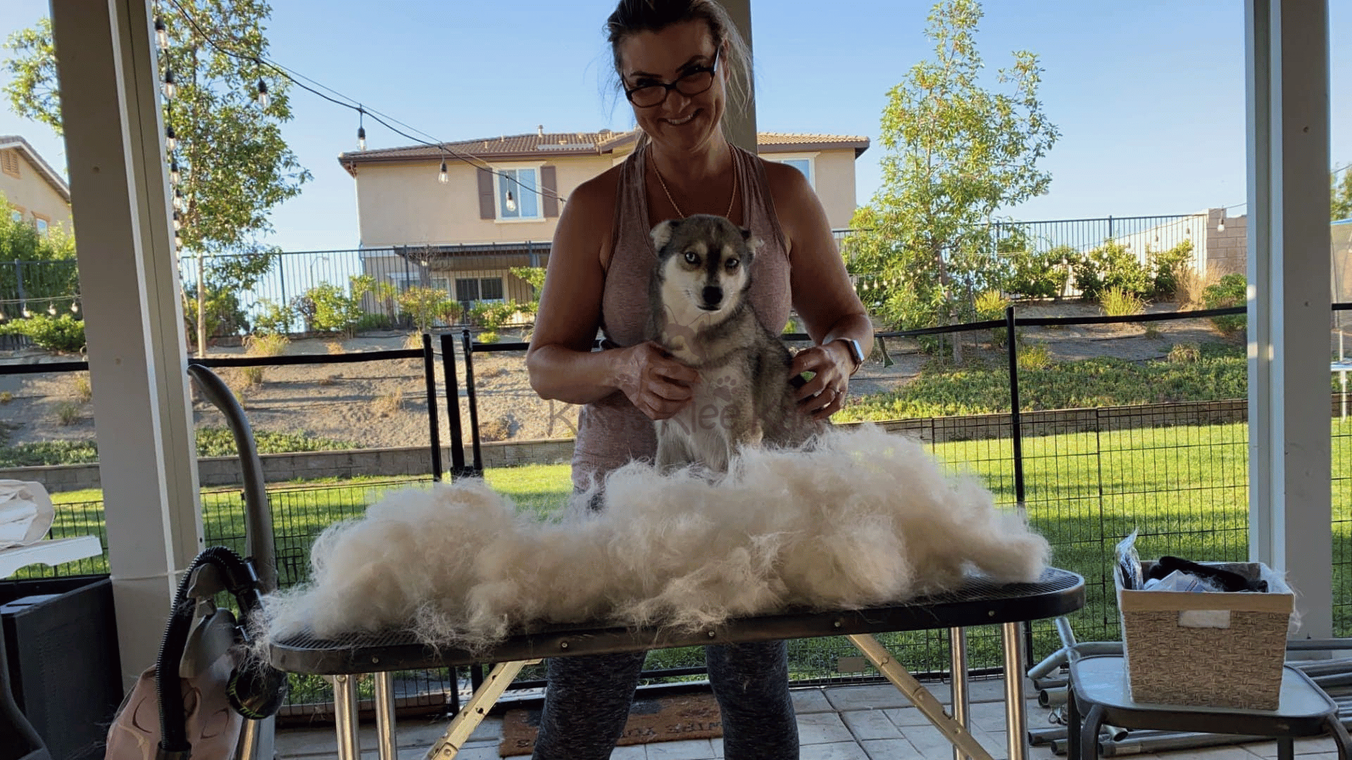 Grooming and Shedding Control of Alaskan Klee Kai in Southern California