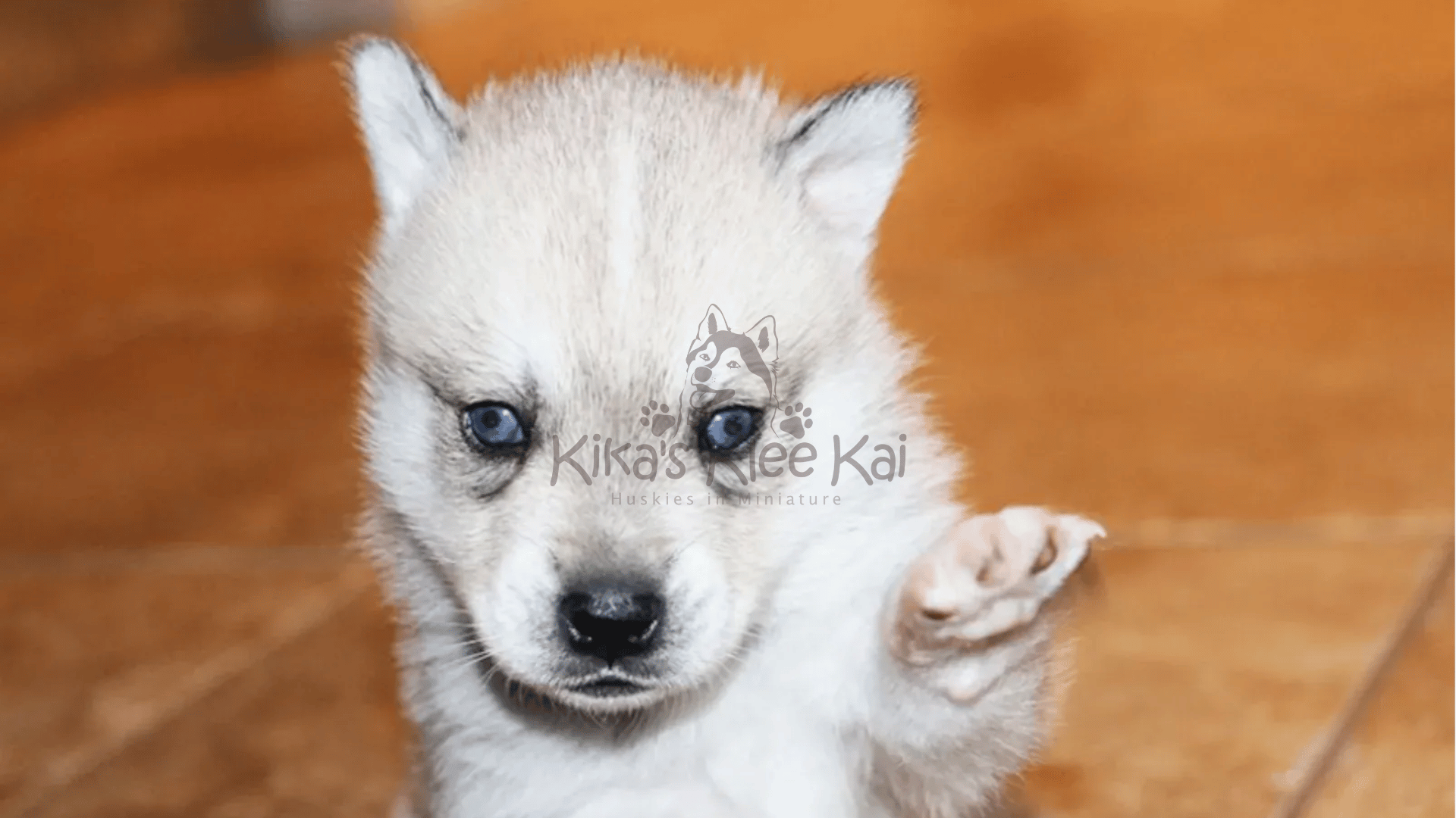 Supplies To Prepare For Your Alaskan Klee Kai Dog