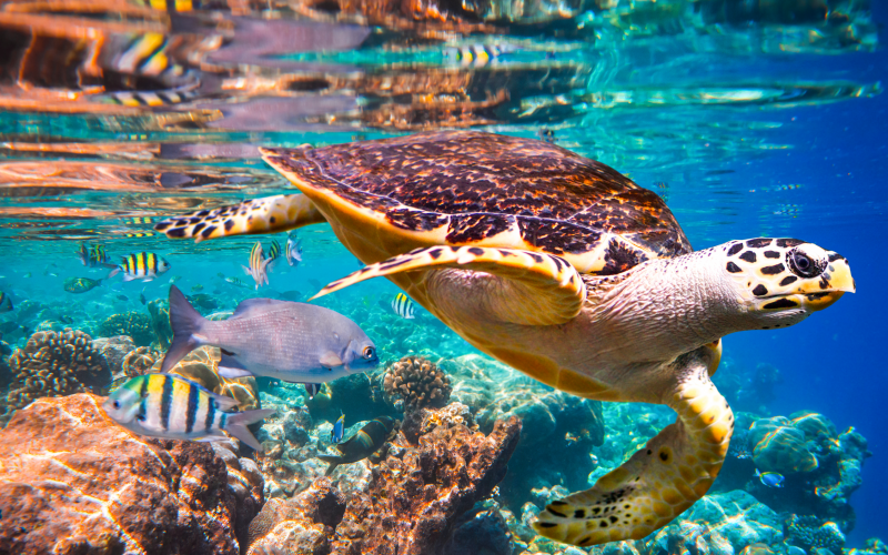 ocean life facing extinction