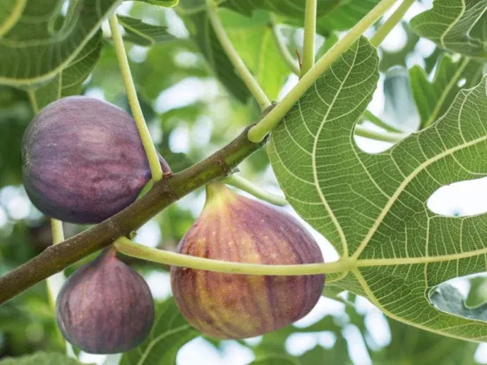 figs on tree