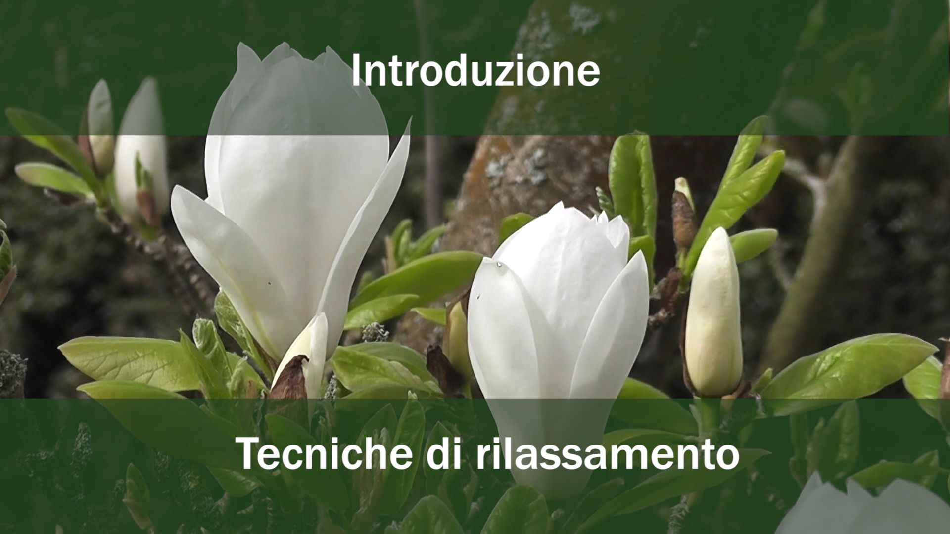 Video Poster Image