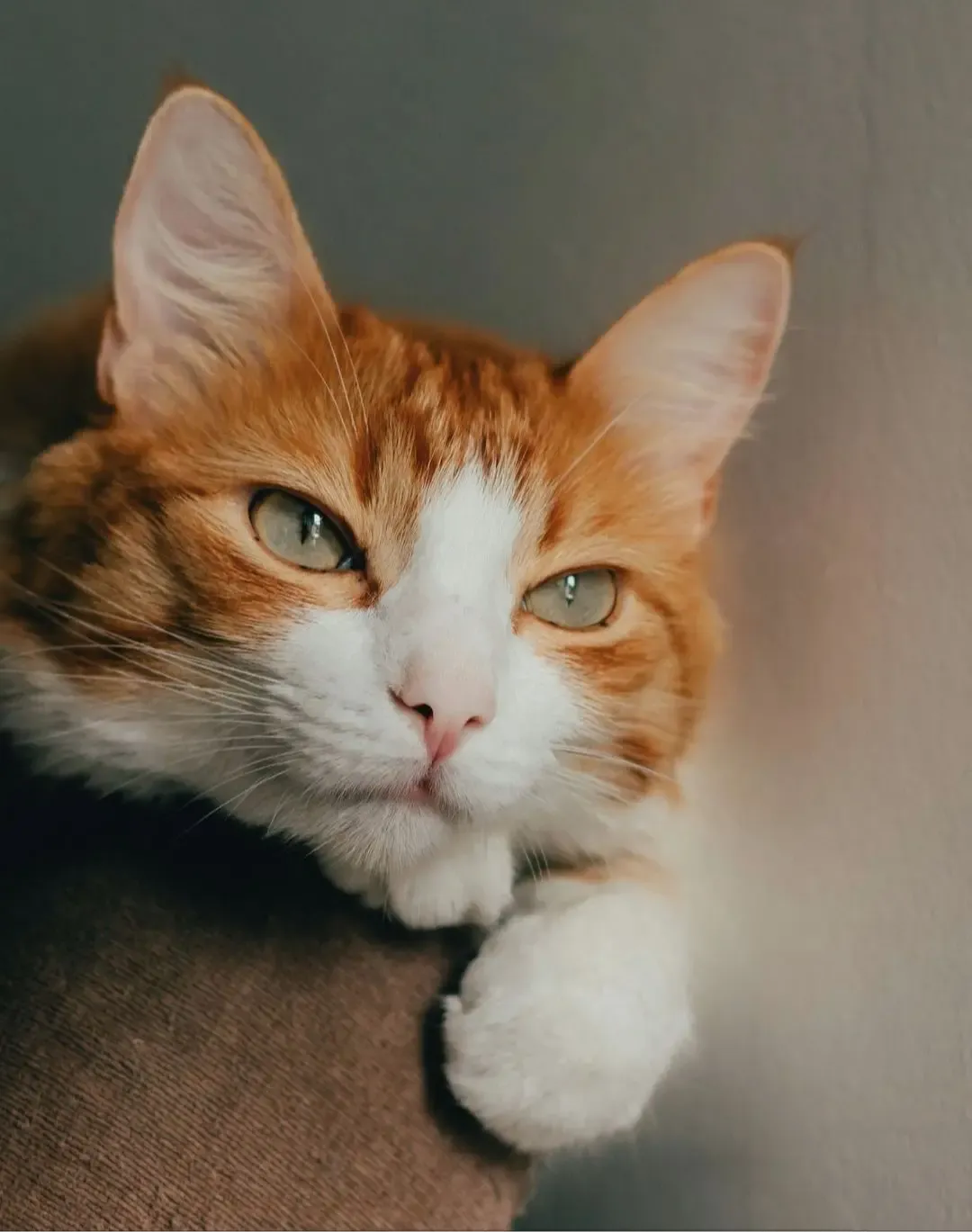 animal communication energy healing for pets close-up of orange and white cat