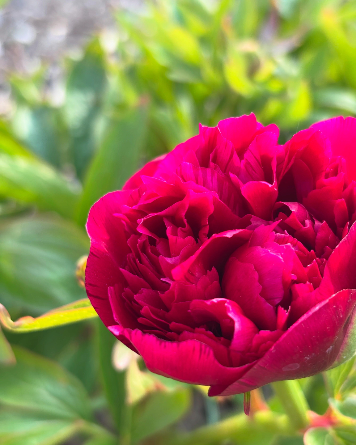 The Floral Design Hub Galway, Wedding flower specialist, wedding floral pillars