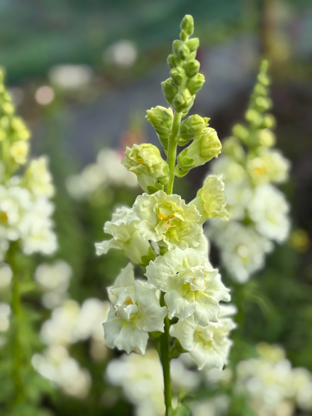 The Floral Design Hub Galway, Wedding florist Galway, Irish wedding flowers