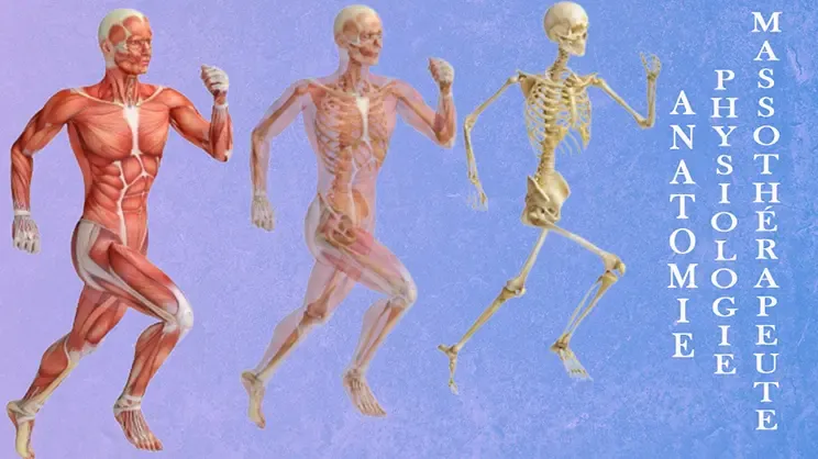 Découvre la formation en anatomie physiologie pour le massothérapeute offerte à l’Académie LG à Shefford