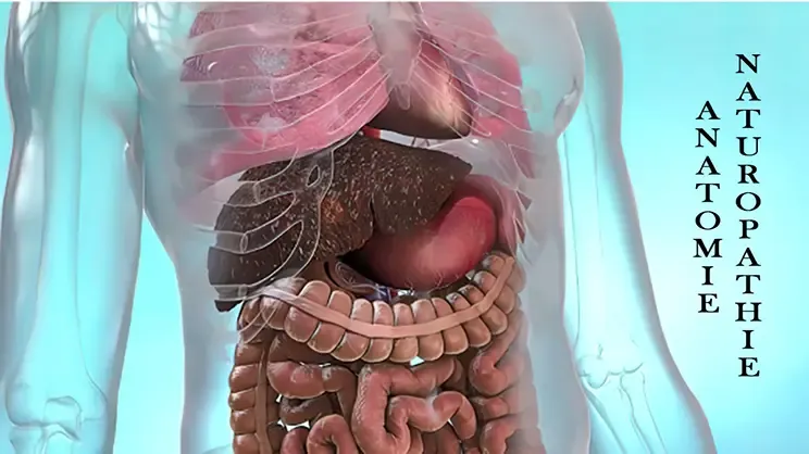 Découvre la formation en anatomie pour le naturopathe - naturothérapeute offerte à l’Académie LG à Shefford