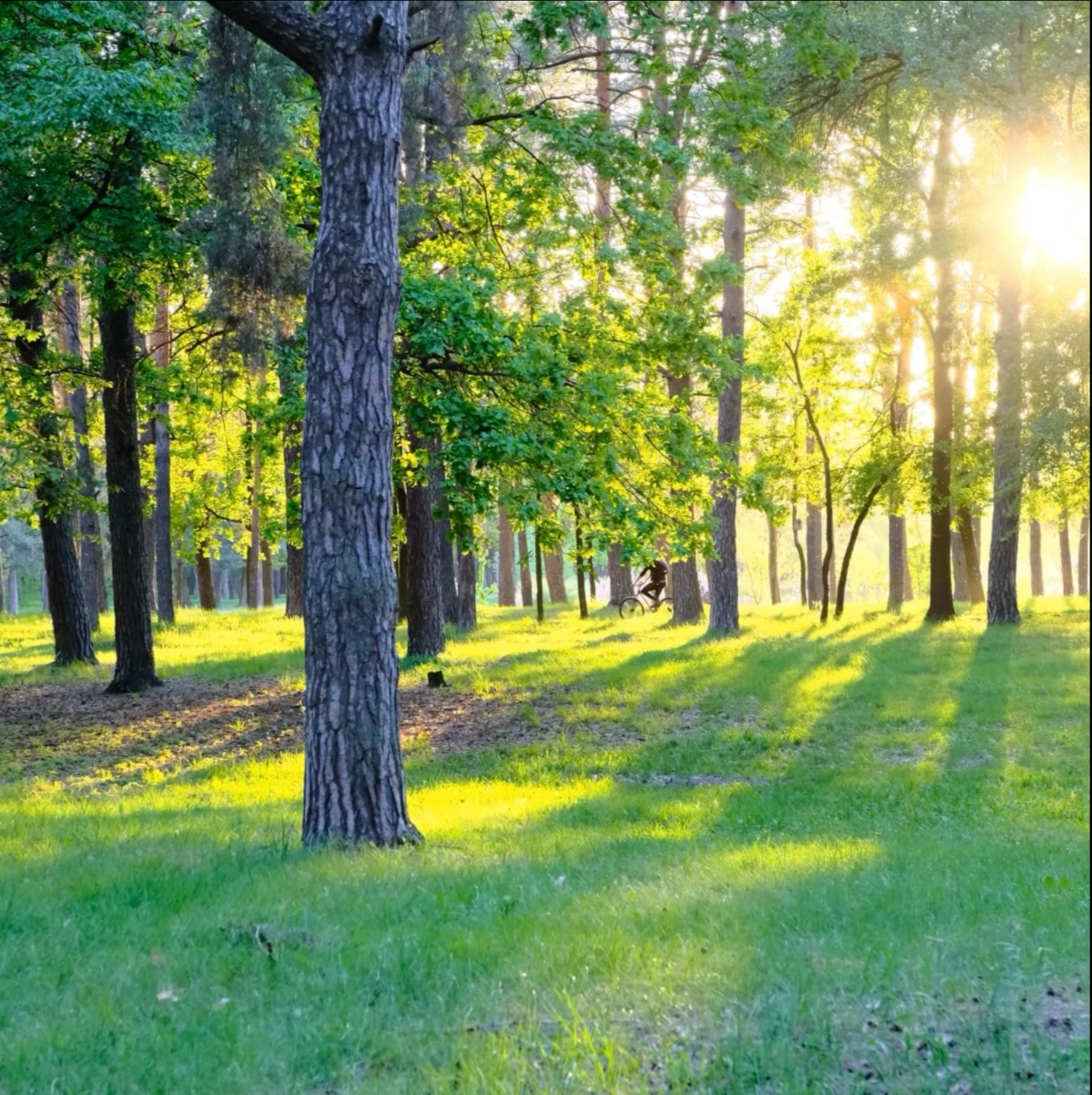 Vind jouw Why Door Rob Houdijk van Start de Flow