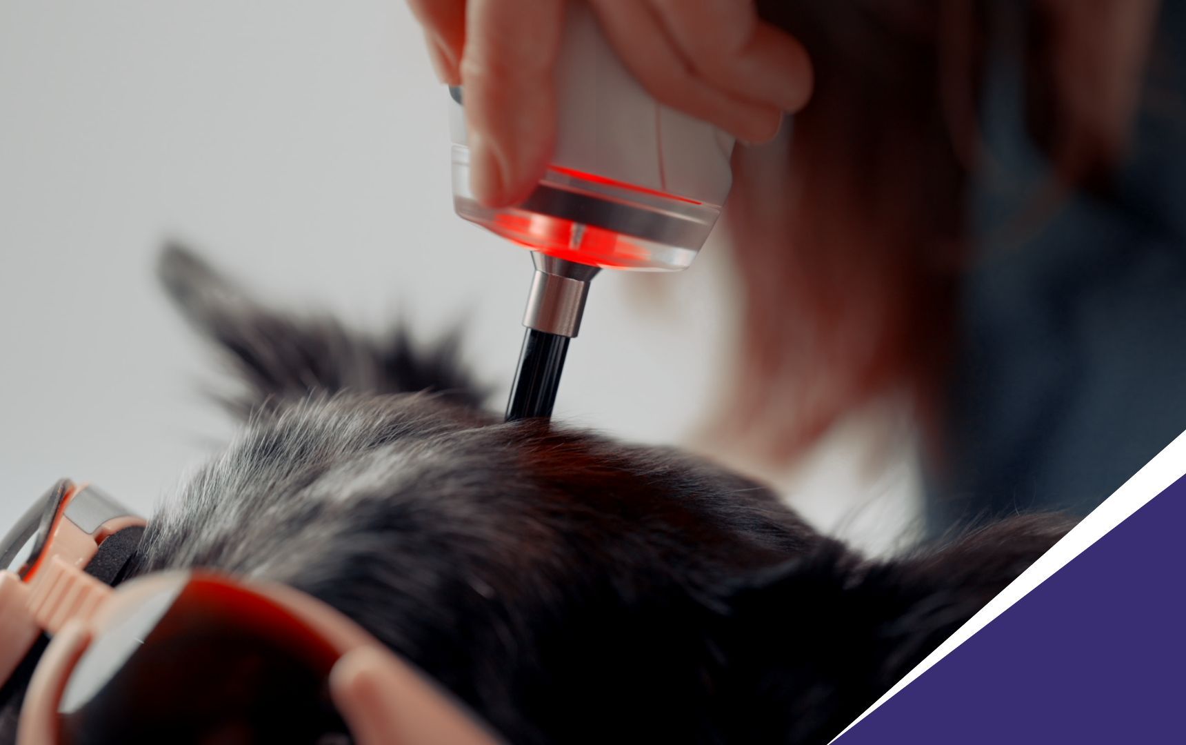 Laserpuntura nei piccoli animali