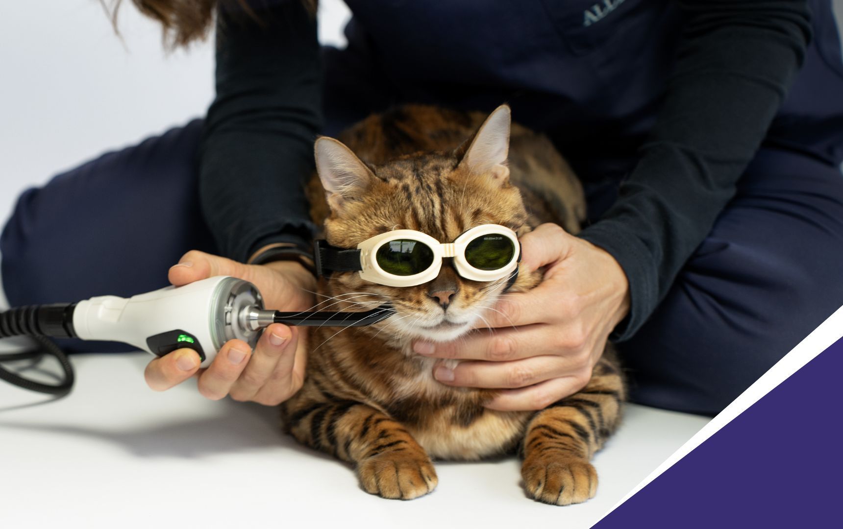 Laserterapia per patologie orali nei piccoli animali