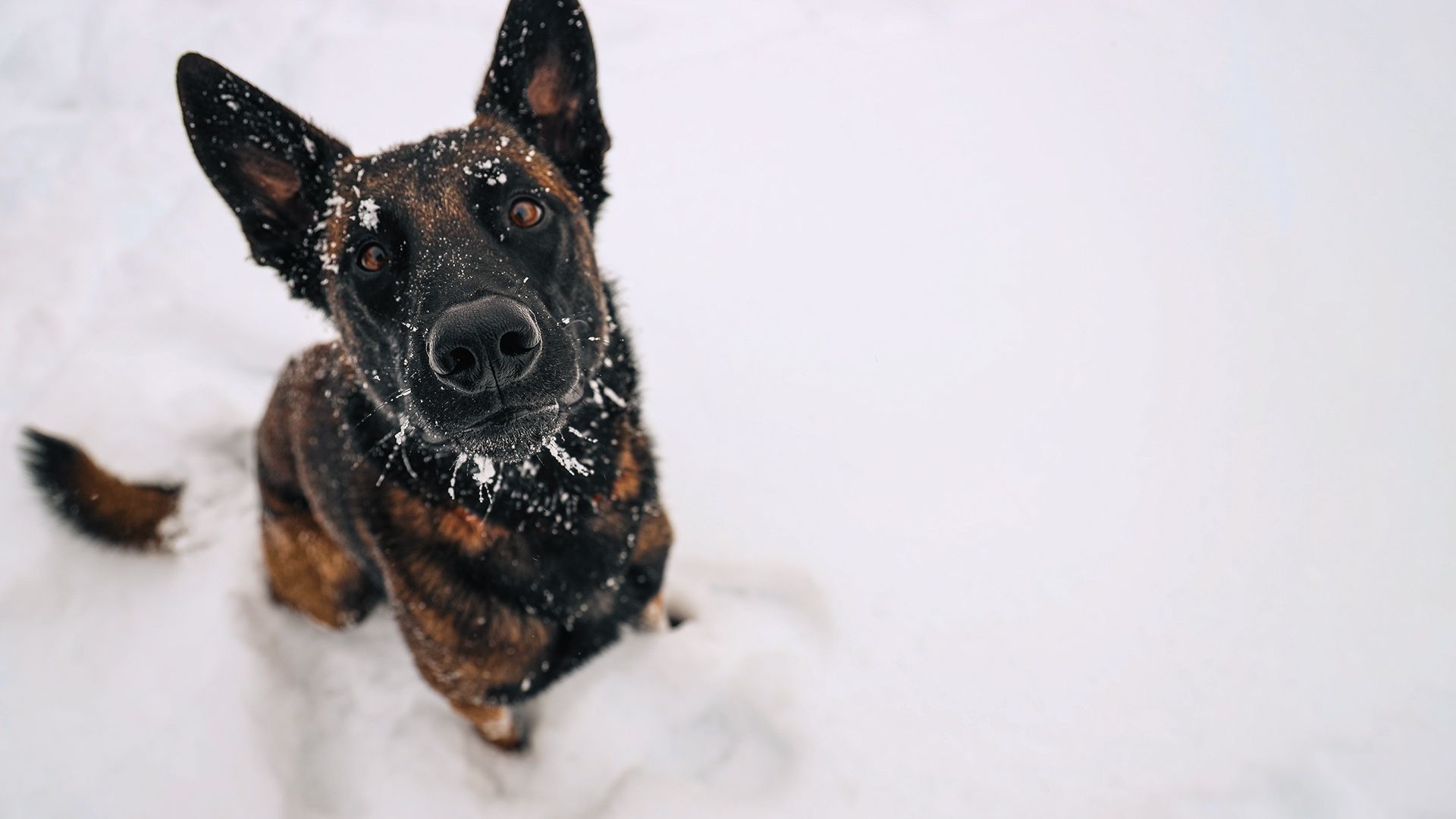 Photo of an enthusiastic Shepherd dog sitting in the snow and looking up at the camera.