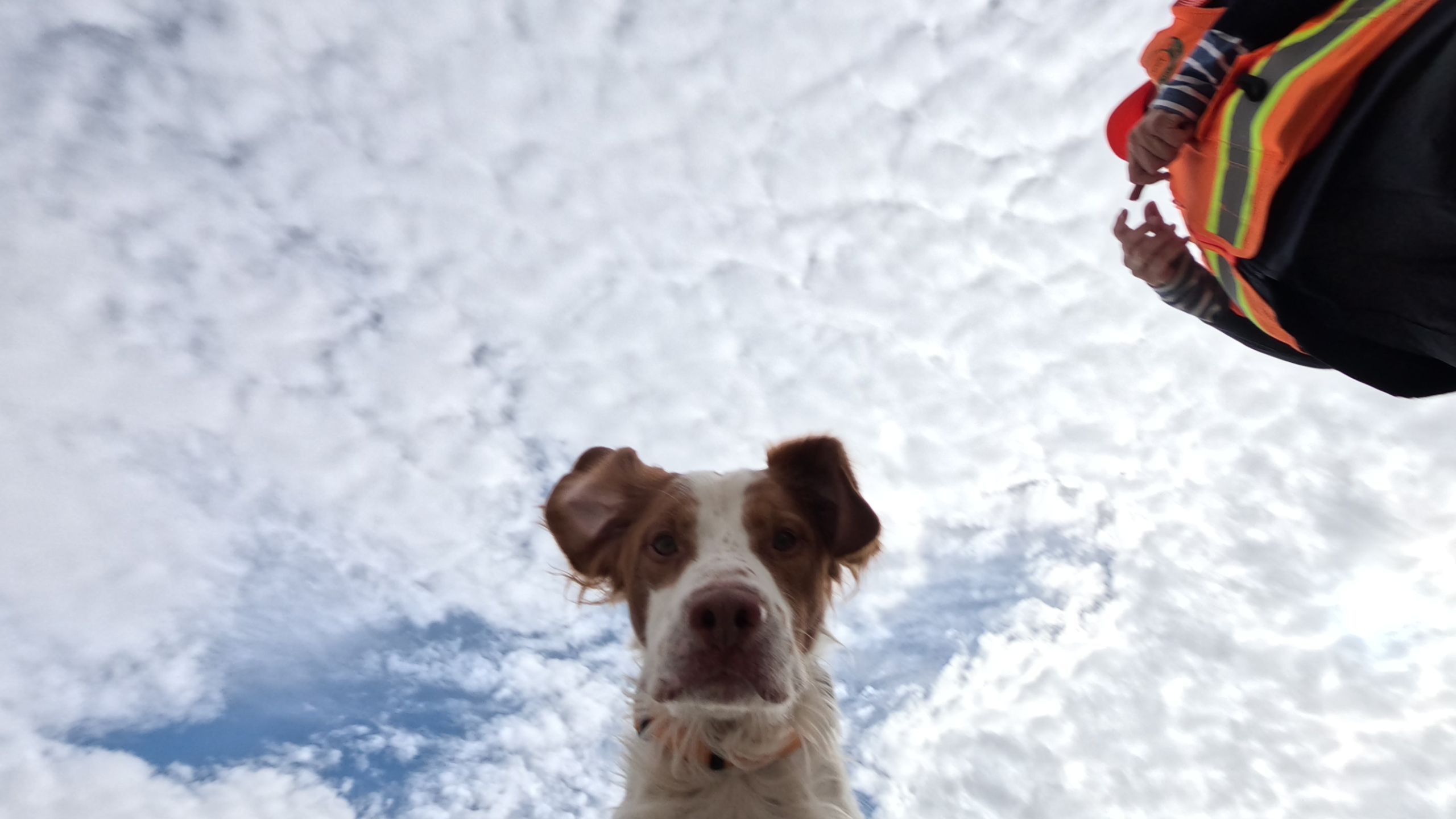 Photo of Andre, a wildlife conservation detection dog) looking down at the camera, next to Carla wearing in high visibility vest