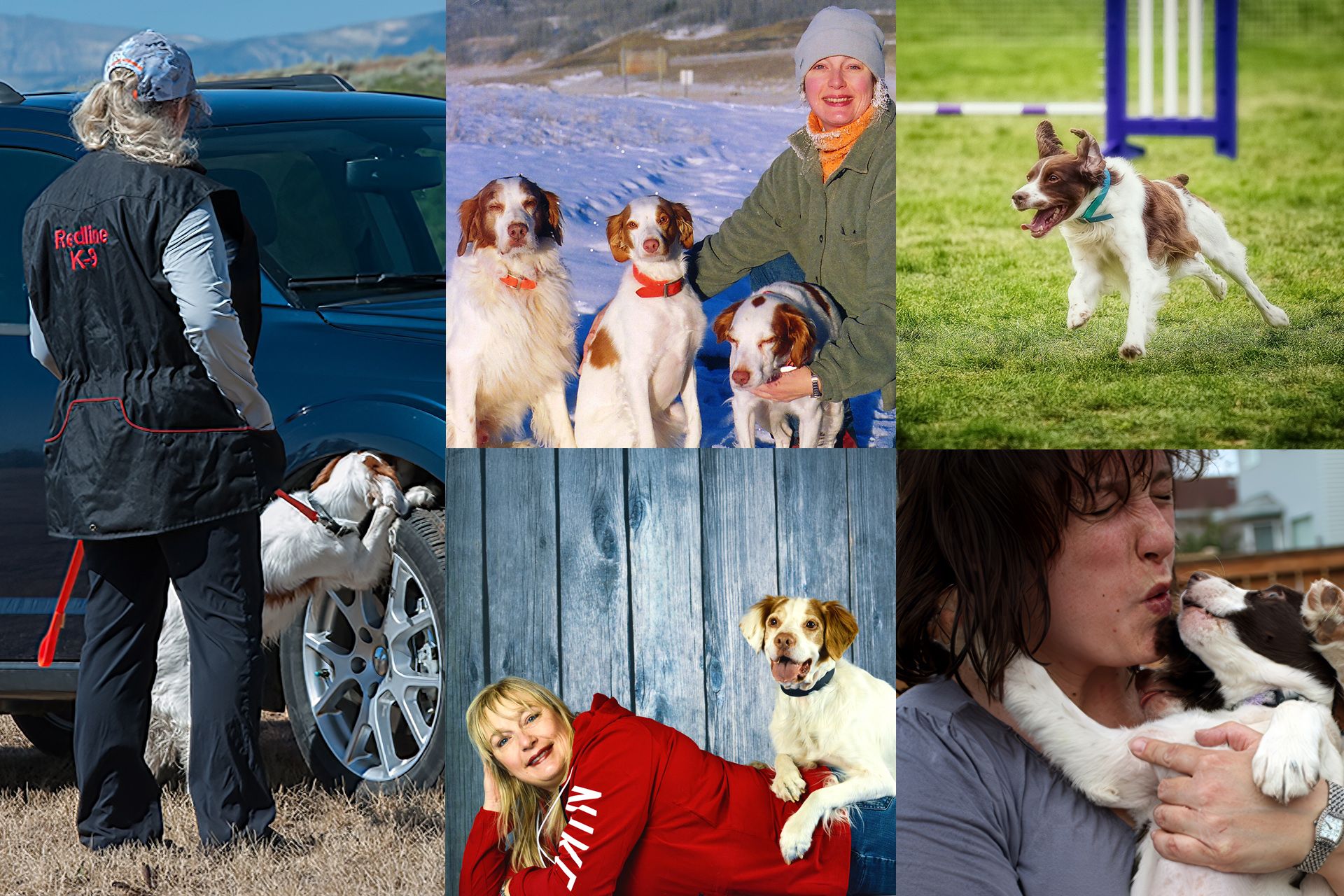Photos of Carla Simon, handling a Brittany Spaniel in a vehicle search, with Brittanys out in a snowy field, lying down with Boo on her back, kissing a puppy, and a photo of a liver Brittany running by an agility jump
