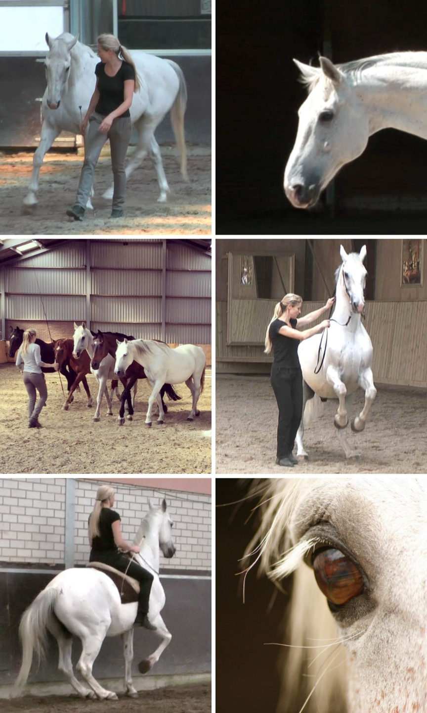 Marijke de Jong working with horses, demonstrating Straightness Training and balance in movement