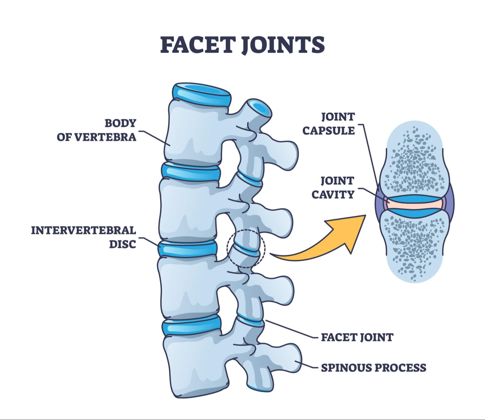 Facet joints anatomy with bone capsule and cavity closeup outline diagram