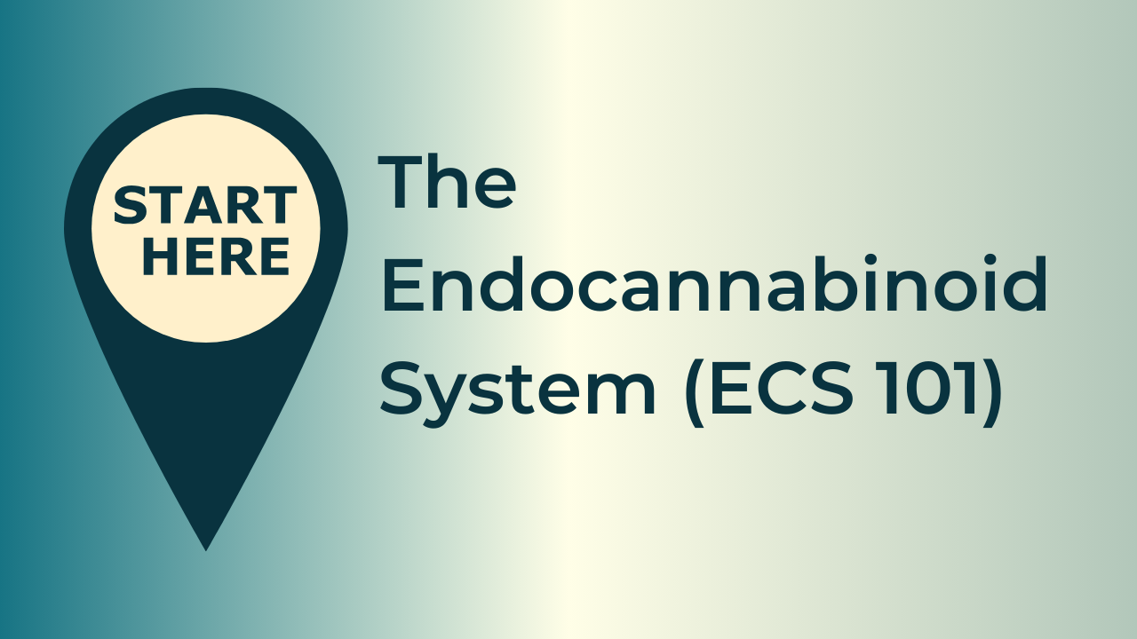 The Endocannabinoid System