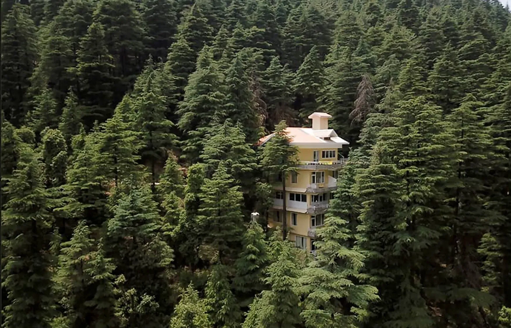 wake up among the trees