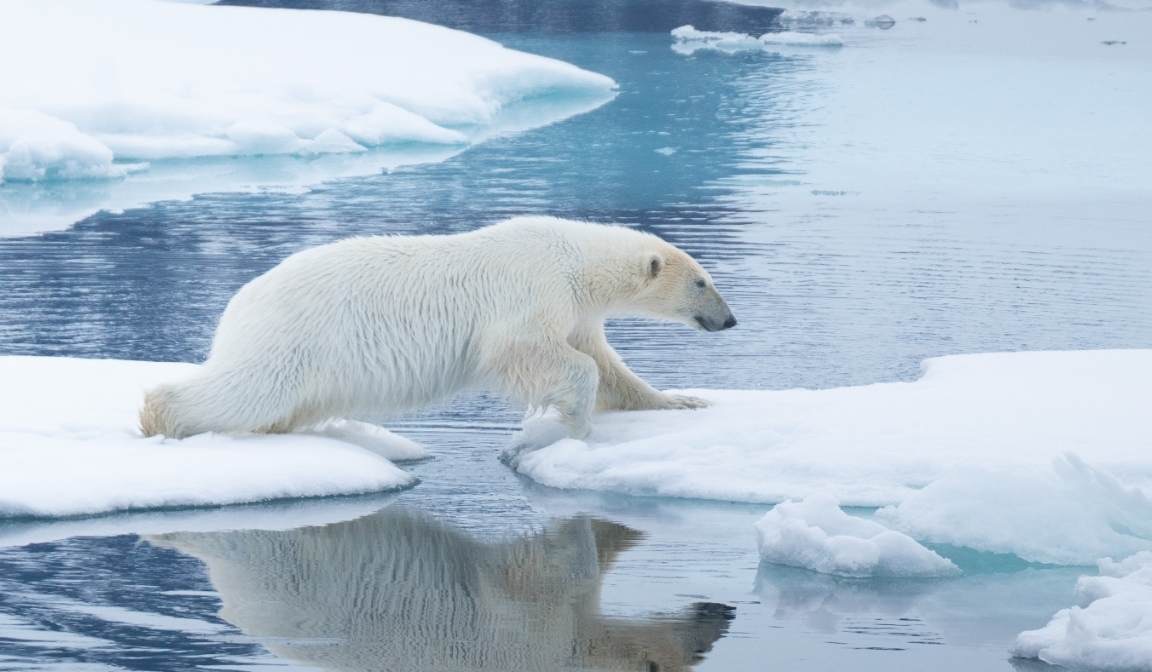 Polar bear crossing a patchwork of ice symbolizes conservation urgency