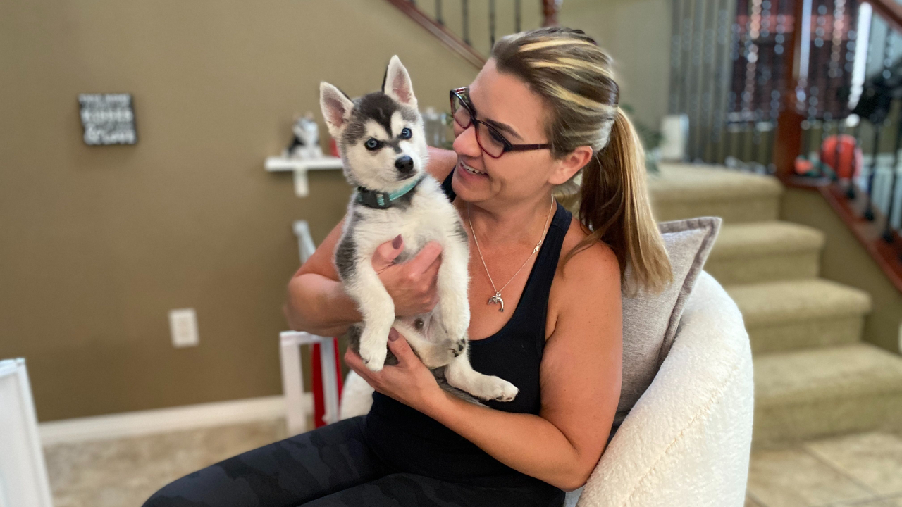 Alaskan Klee Kai Training Courses & Puppy Guides Testimonials and Reviews