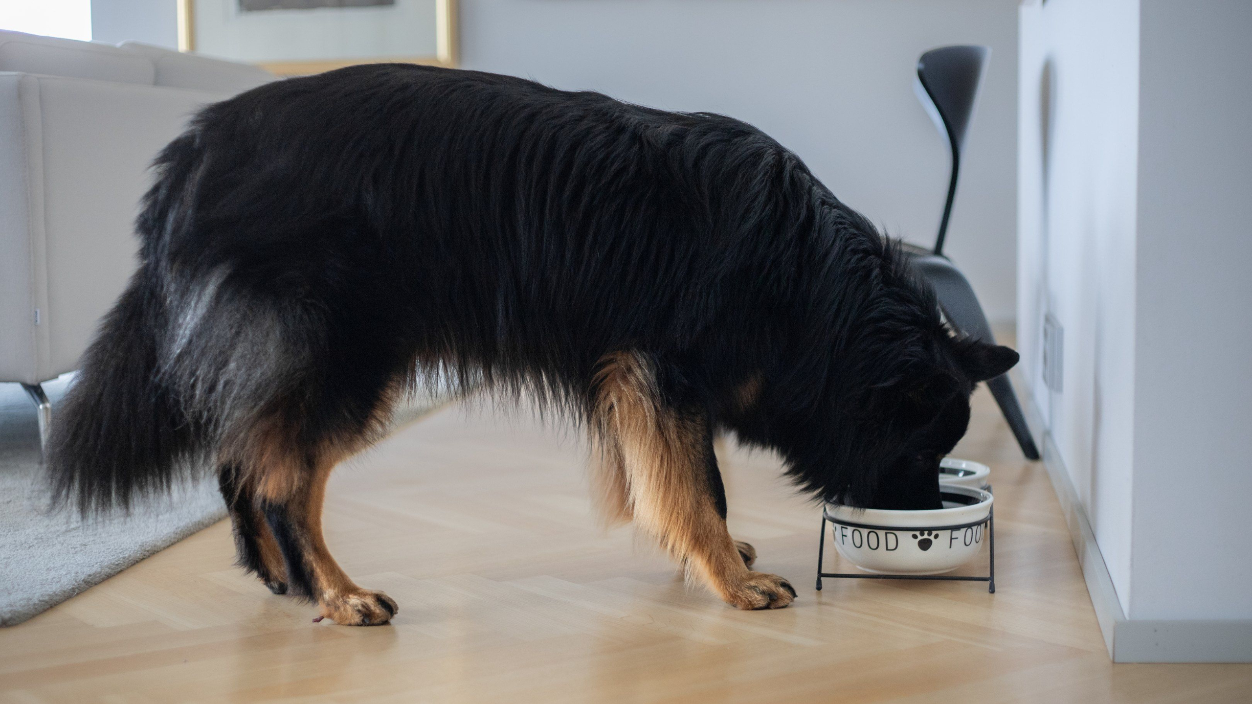 Koiran suolistosairaus