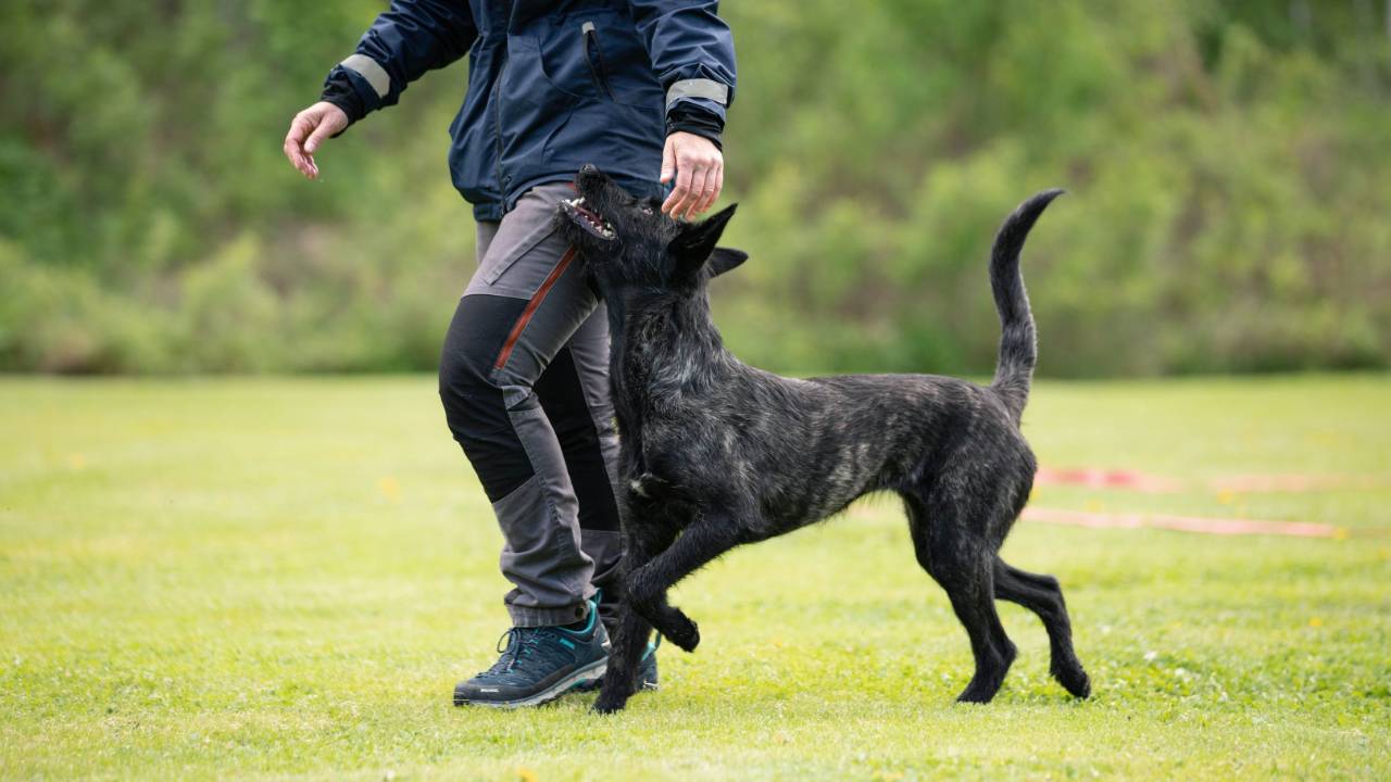 Reaktiivisen koiran kouluttaminen