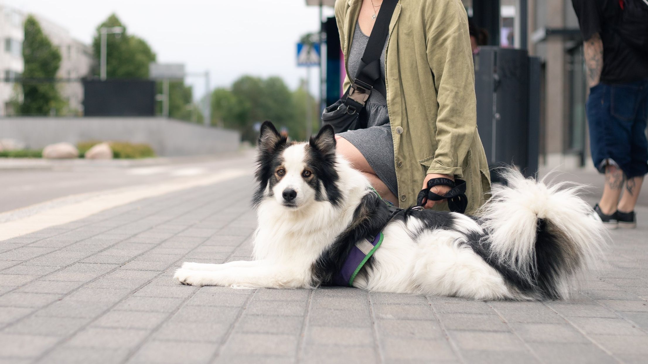 Koiran vireenhallinta