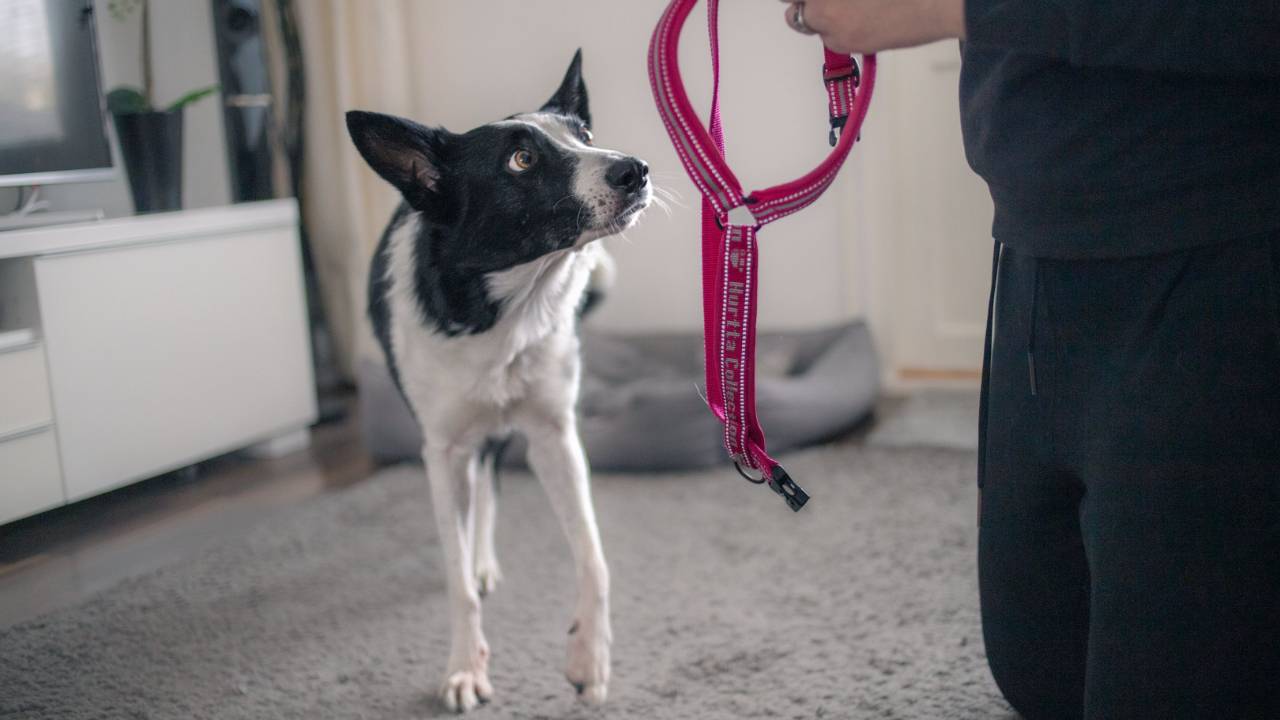 Koira jahtaa häntäänsä