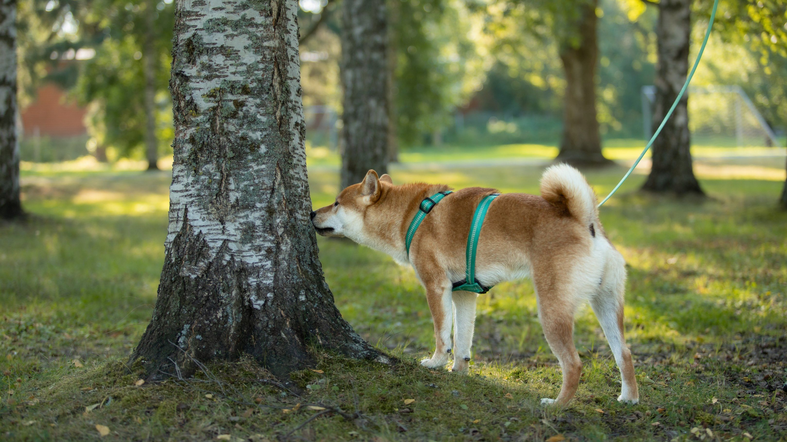 Koiran aktivointia virikejäljellä