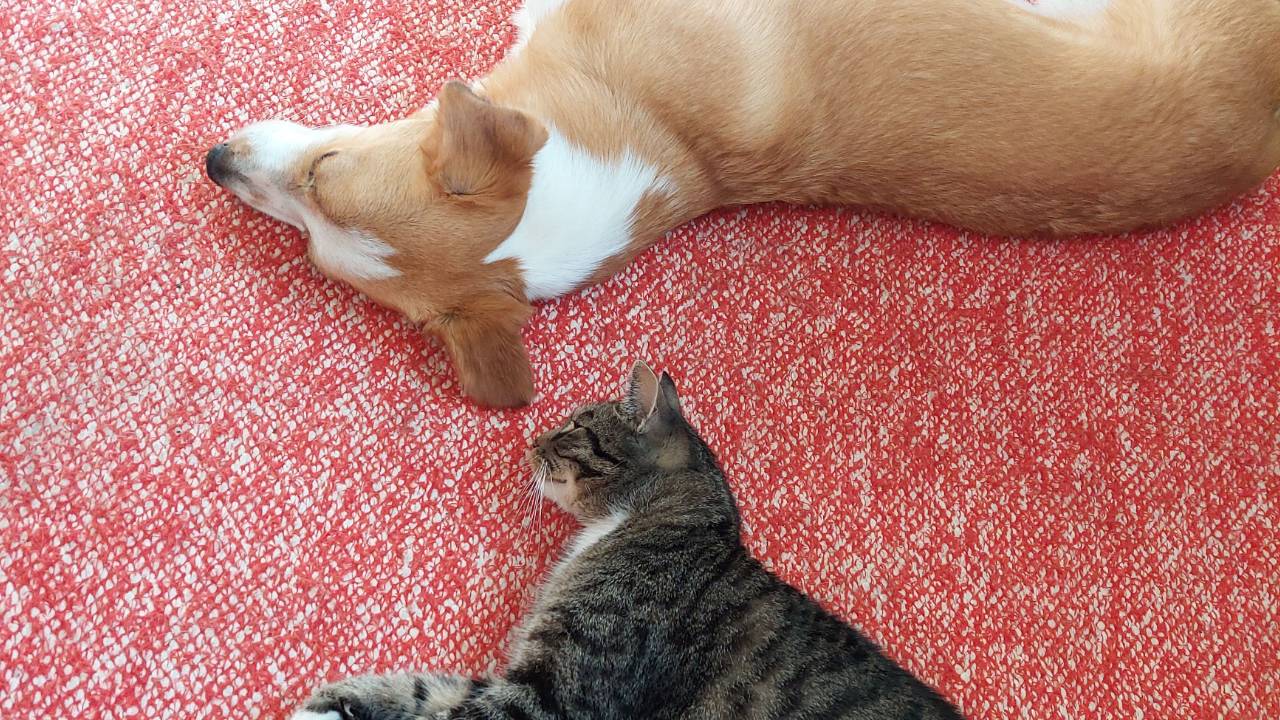 Koiran leikkiinkutsu