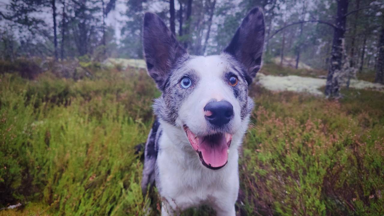 Koira jahtaa häntäänsä