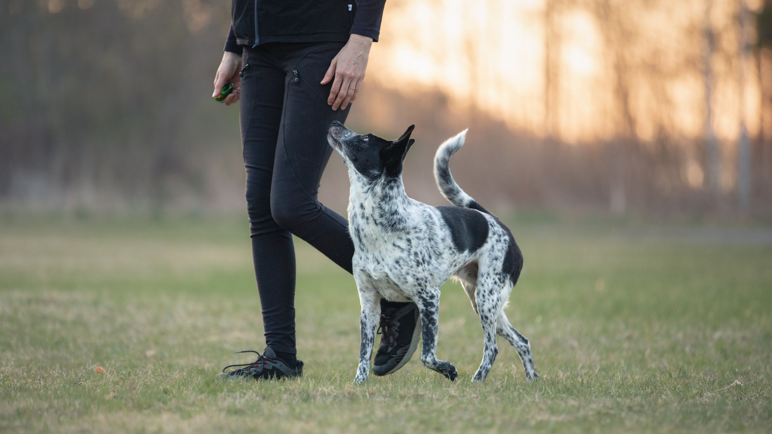 Koira seisoo pöydällä.