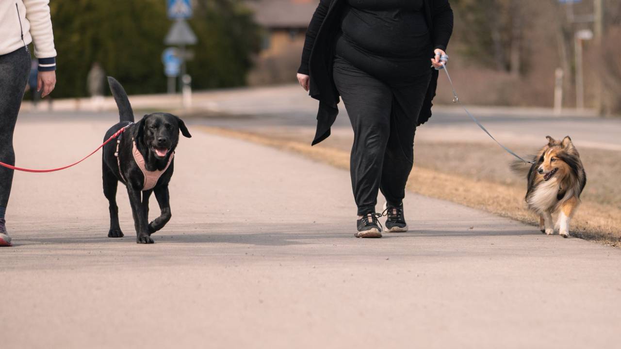 Koiran tutustuttaminen uuteen koiraan