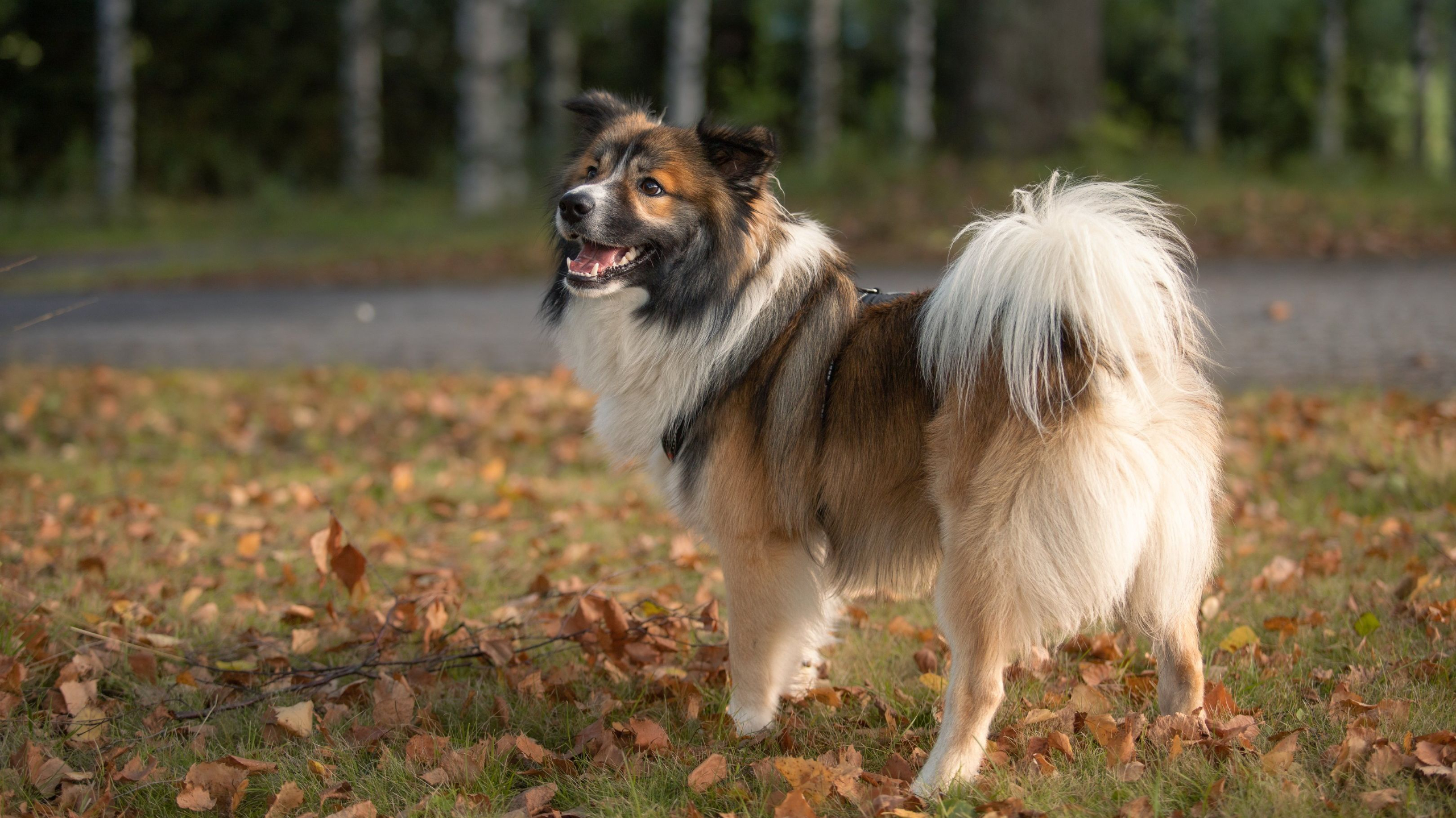 Villikoirasta kotikoiraan – koiran etologia ja hyvinvoinnin arviointi