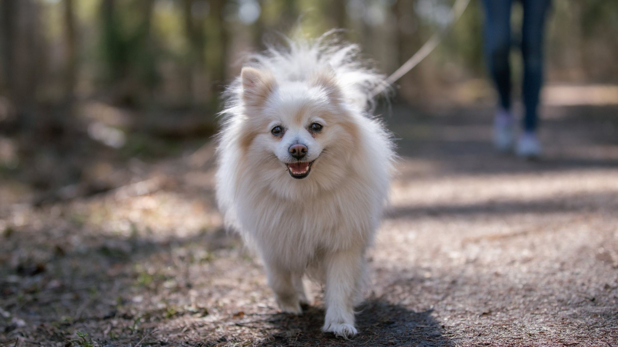 Reaktiivinen koira voi olla suolistosairas