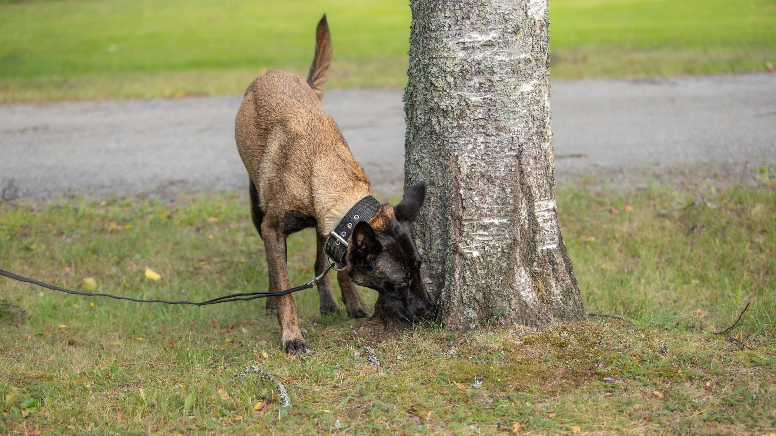 Hajutyöskentelystä hyvinvointia