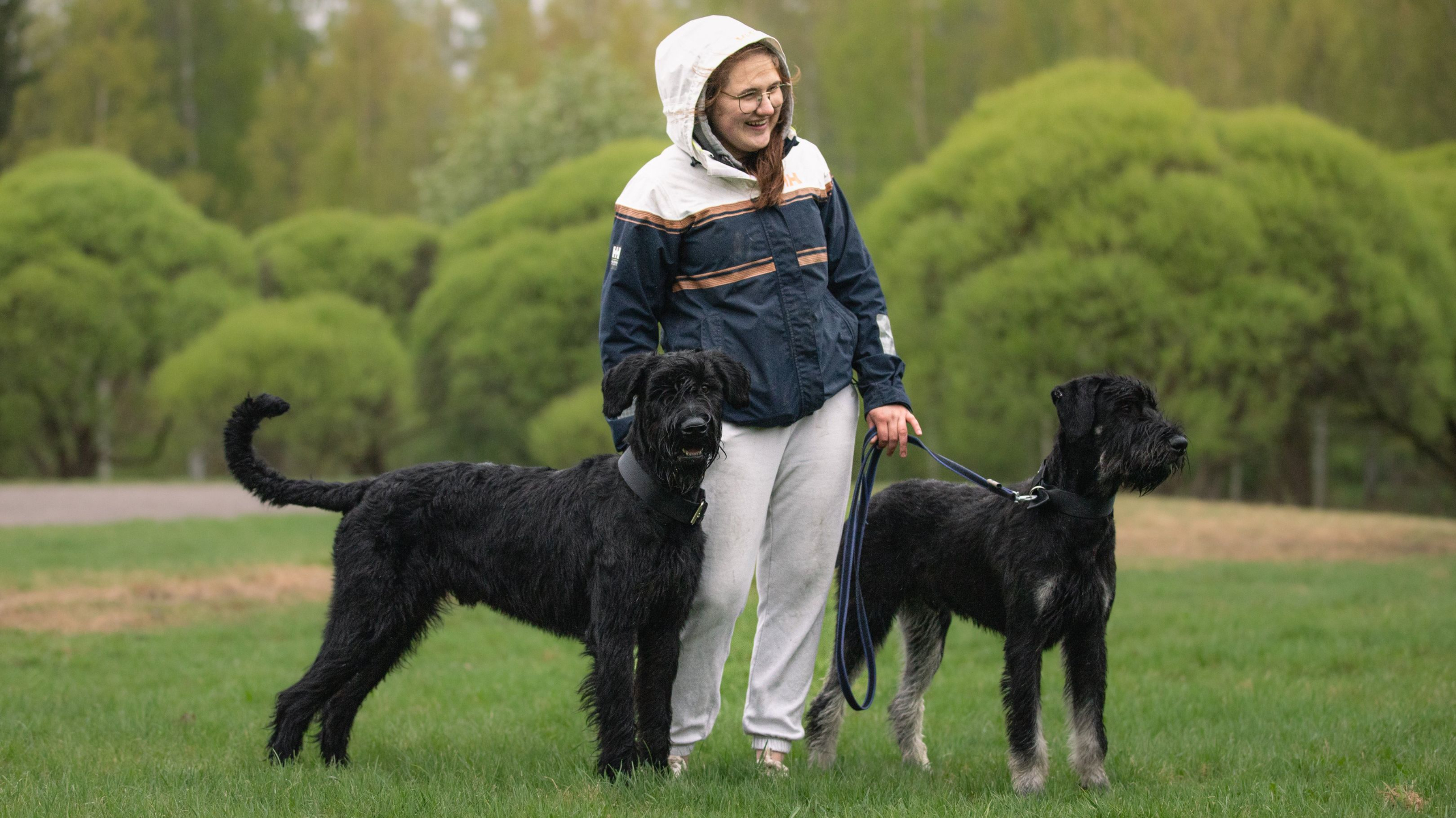 Koira seisoo pöydällä.