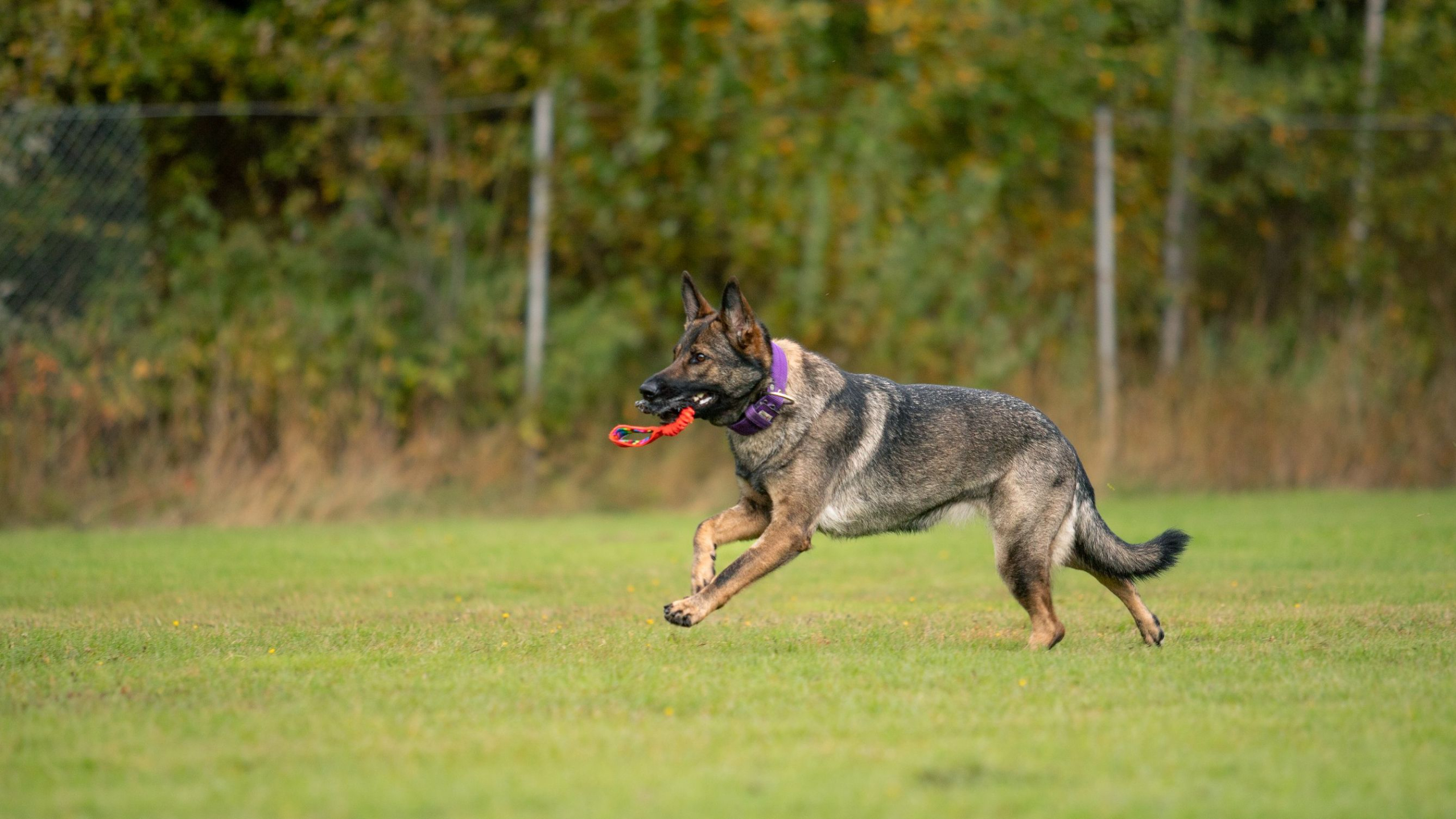 Reaktiivisen koiran hyvinvointia tukeva liikunta