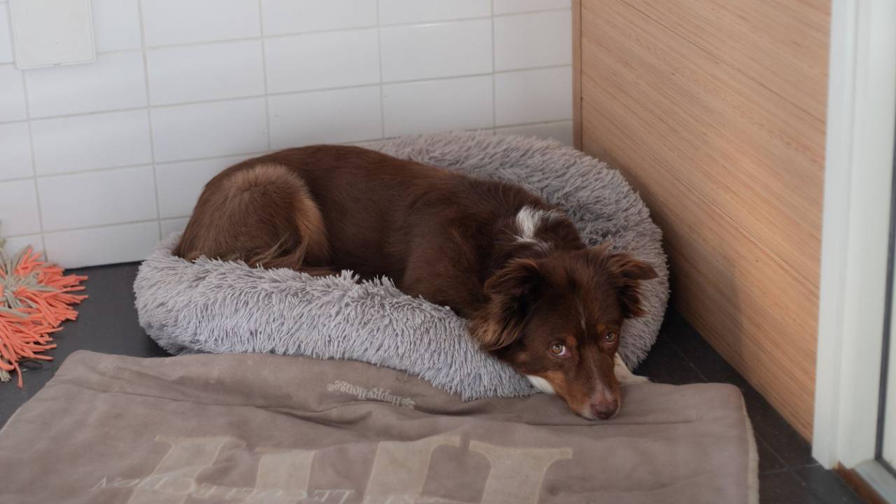 Koiran kivun tunnistaminen ja hoito