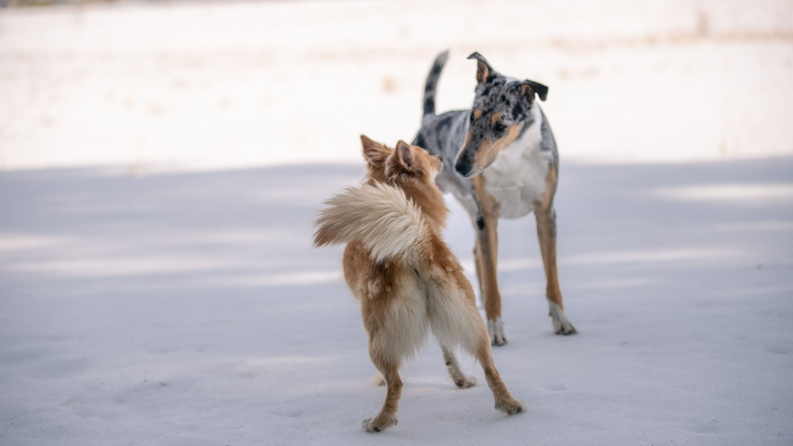 Koiran leikkiinkutsu